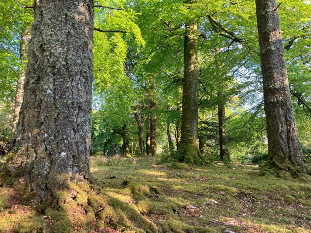 LochBuie Forest Karukinka