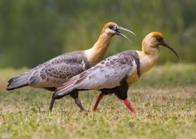 Deux ibis (adulte et jeune) en Patagonie