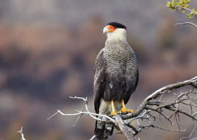 Un caracara dans les canaux de Patagonie