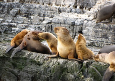 Otaries australes alignées sur un rocher dans le canal Beagle, près d'Ushuaia (Patagonie, Terre de Feu 2014)