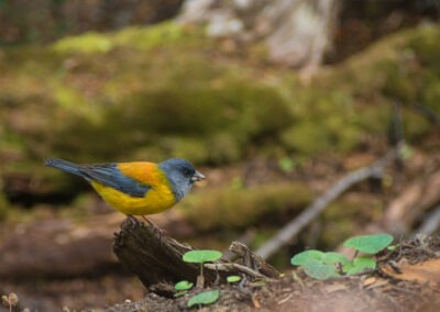 Un comesobo, petit oiseau gris-bleu et jaune présent en Patagonie et photographié à Ushuaia