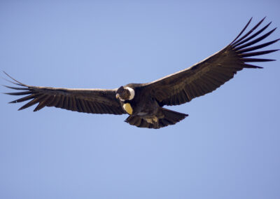 Condor des Andes en vol en Patagonie (Argentine, Terre de Feu)