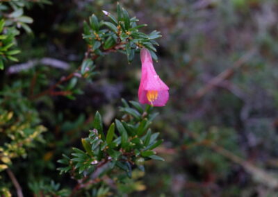 Fleur photographiée sur l'île Chair début juin 2018 (L.Lemasson, sud de la cordillère Darwin, Patagonie, Chili)