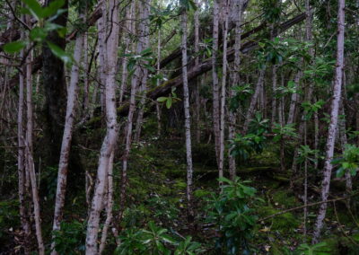 Forêt de canelo dans la baie Orange, camp de base de la mission scientifique du cap Horn (1882-1883) lors de l'expédition 2018 (L. Lemasson, juin 2018)