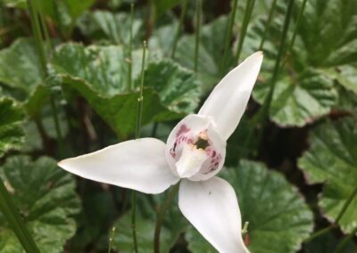 Orchidée de Magellan en Terre de Feu au printemps (L.Lemasson 2019, rive nord du canal Beagle, Terre de Feu argentine)