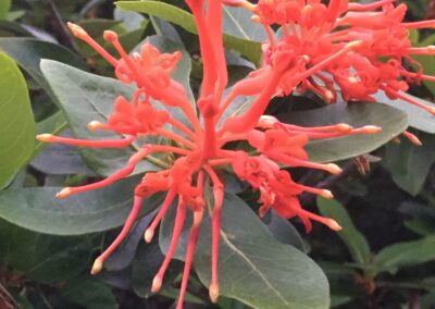 Fleurs de notro en Terre de Feu au printemps (L.Lemasson 2019, rive nord du canal Beagle, Terre de Feu argentine)