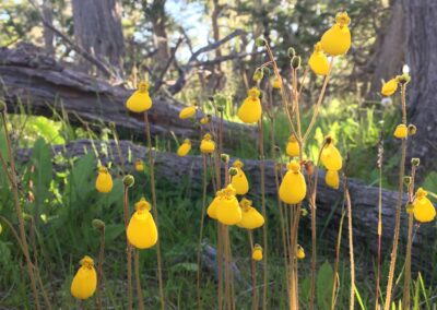 Fleurs de Terre de Feu au printemps (L.Lemasson 2019, Ushuaia, Terre de Feu argentine)