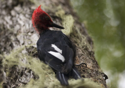 Un oiseau (Pic rouge de Magellan) sur le tronc d'un hêtre (Nothofagus)