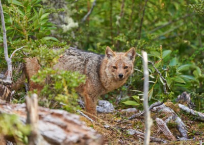 Un renard gris dans une forêt de canelo et hêtres de Patagonie (Chili)