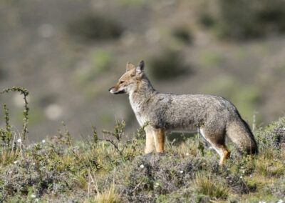 South American gray fox (Lycalopex griseus) - Renard de Magellan (Patagonie)