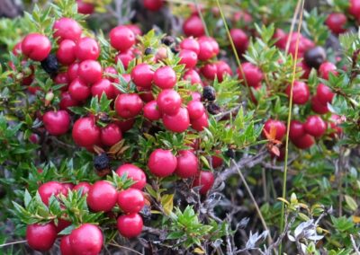 Baie chauras, fruits de la gaultérie, petit arbuste visible dans les canaux de Patagonie et en Terre de Feu (L. Lemasson, mai 2018)