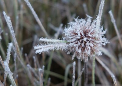 Fleur de Terre de Feu à la fin de l'automne (L.Lemasson 2018, sud de l'île Gordon, Patagonie chilienne)