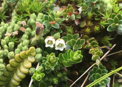 Fleurs de chauras (gaultérie) photographiées sur l'île Navarino (baie Wulaia, patagonie chilienne) en février 2020 (L. Lemasson)