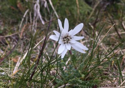 Fleur de Terre de Feu au printemps (L.Lemasson 2019, Rio Grande, Terre de Feu argentine)