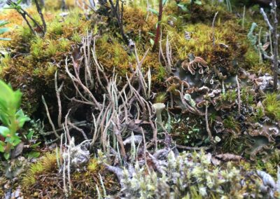 Mousses et lichens photographiés sur l'île Navarino (baie Wulaia, patagonie chilienne) en février 2020 (L. Lemasson)