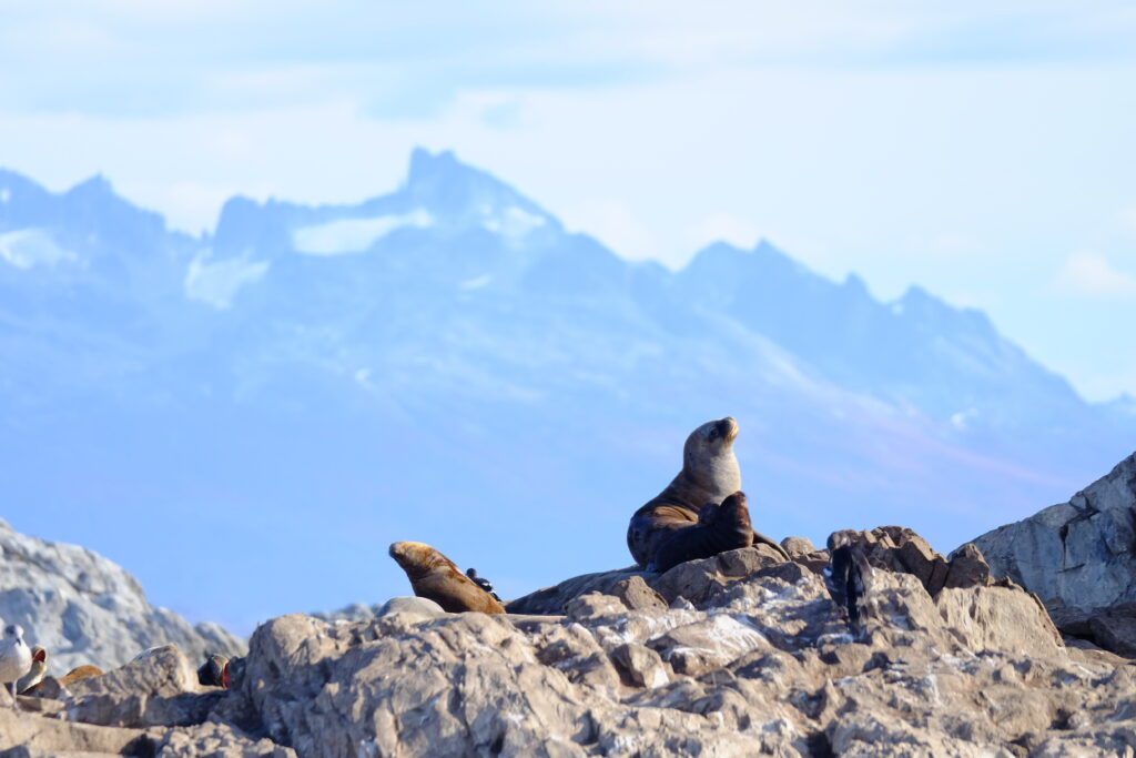 Réserve de biosphère du Cap Horn : le refuge subantarctique du bout du monde 3 Le club des croisières lointaines faune patagonie otarie à fourrure reserve de biosphere du cap horn parc naturel