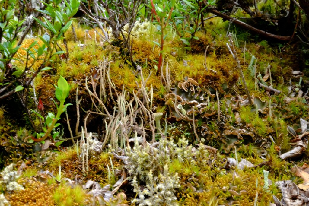 Réserve de biosphère du Cap Horn : le refuge subantarctique du bout du monde 2 Le club des croisières lointaines forets miniatures bryophytes puerto williams ile navarino cabo de hornos chili